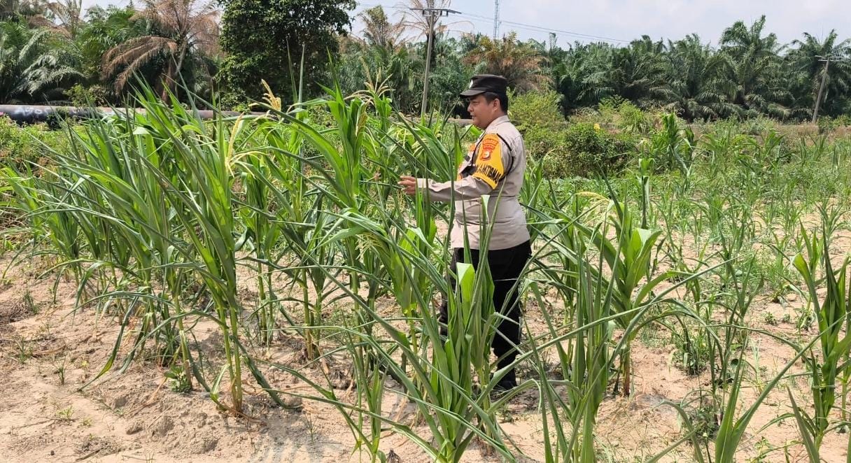 Bhabinkamtibmas Kel. Sungai rangau Cek Ketahanan pangan jagung pipil