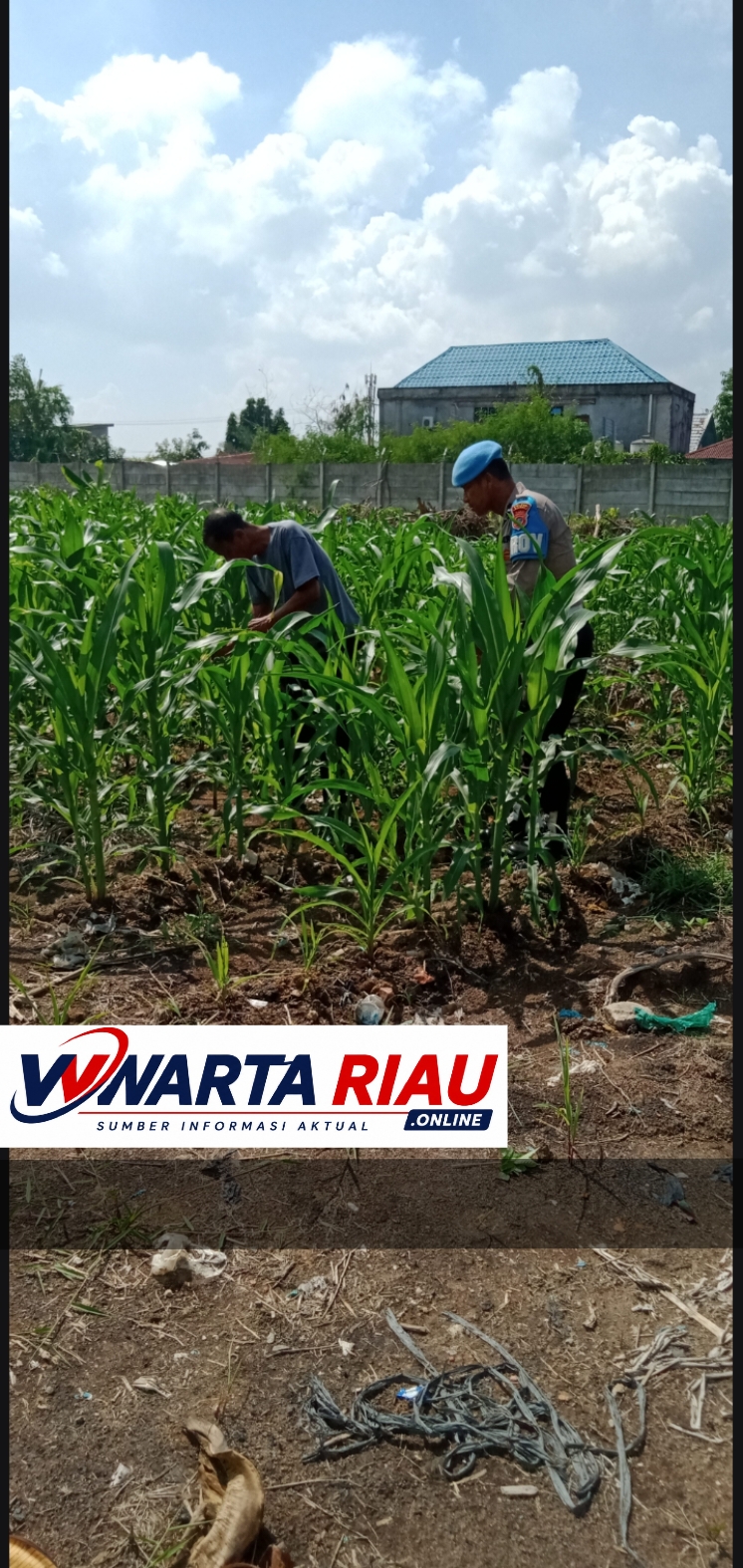 Tanaman Jagung Tumbuh Subur di Usia 40 HST, Polsek Tanah Putih Intensif Lakukan Monitoring