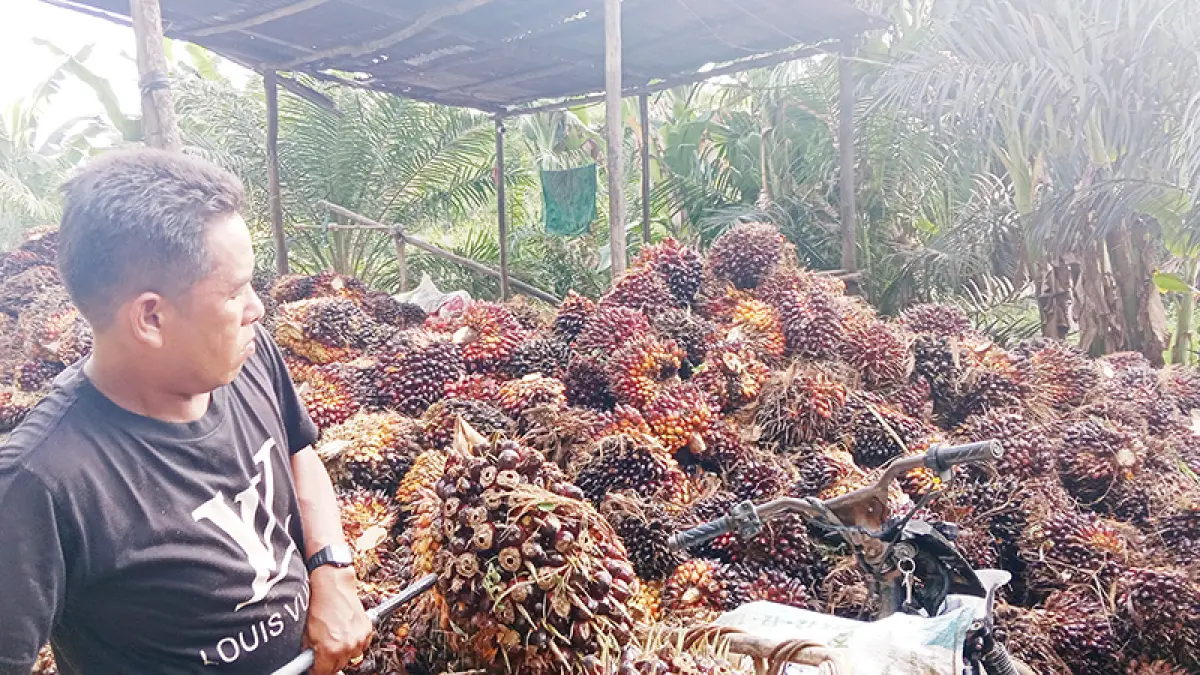 Harga Sawit Turun, Petani Riau Mengeluh Pendapatan Menurun